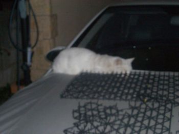 車の上の猫、ね